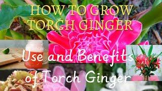 HOW TO GROW TORCH GINGER/ USE AND BENEFITS OF TORCH GINGER/Sweetmood838