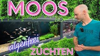 Deswegen züchten wir unser Moos selbst | algenfrei & üppig