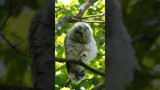 URAL OWL #shorts #nature #wildlife #wild #birds #birdslover #birdwatching #owl