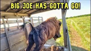 Big Joe Is Leaving! We're Worried About Our Babies!