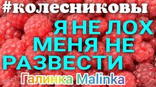 Колесниковы /Я не лох /Меня не развести /Обзор Влогов /