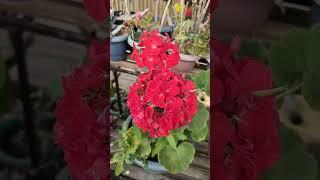 flower WhatsAppstatus#flowers #love#gardenflowers#youtubeshorts #shorts#whatsappstatus#viralshort