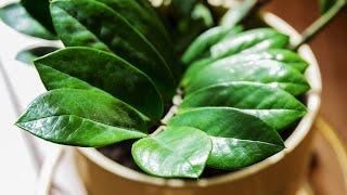 Zamioculcas propagation