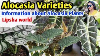 60 types of Alocasia plants | Name of Elephant Ear Plants | Information about Alocasia |Lipsha world