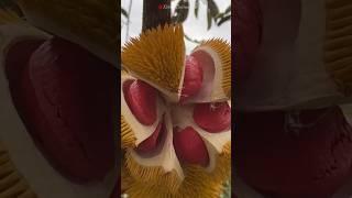 DURIAN MERAH KALIMANTAN #shorts #durian #durianmerah #duriankalimantan #durianhutan #durianunik