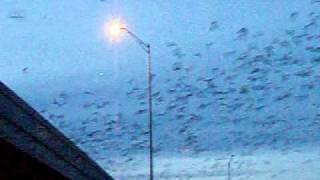 Bats San Angelo Texas