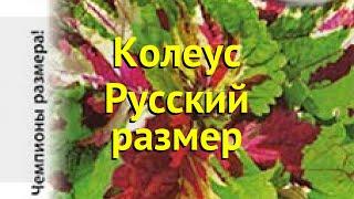 Колеус. Краткий обзор, описание характеристик, где купить семена Русский размер