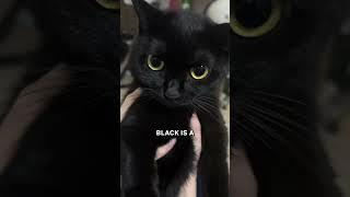 The Truth About Black Cats! 