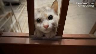 Filthy Stray Cat Scratched Door for Help, Thought Pregnant, Vet Results Broke Our Hearts