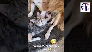 Best Funny Cat And Dog TikTok Compilation #1 || FTV