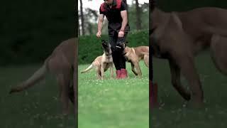 The Belgium Malinois Trained for Action