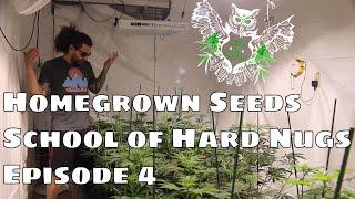 School of Hard Nugs Homegrown Seeds Episode 4