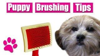 Brushing A Puppy | Pro Grooming Tip !