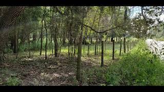 SOLD 10 Acres of Land For Sale in Hudson Florida on Family Trail