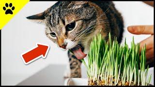 THIS Is Why Cats Vomit After Eating GRASS!