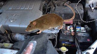 Rats in car engine bay? Use this (free) secret ingredient and they will never come back again!