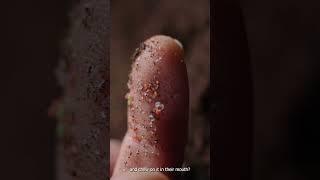 How Microplastics Are Entering Your Body Every Day #pacificocean #dystopian #microplastic