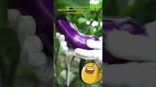 Terong Bu Lurah viral di medsos! Warganet heboh. #TerongBuLurah #Viral #MediaSosial #Trending