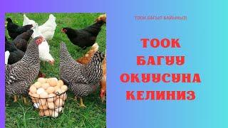 Тоок багуу окуусун окуусуна кабыл алуу башталды.. 0556575150