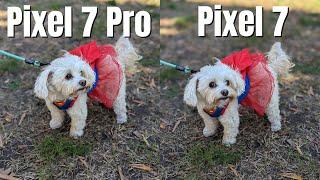 Pixel 7 Pro vs Pixel 7 Camera Comparison / Which one is right for you?