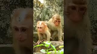 Pity Baby Monkey Lucie. #baby #monkey #minimonkey #viralvideo #shorts #0662