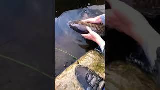 Releasing a 8lbs common carp!! #fishingvideo #carpfishing #carp #fish #fishing #fishinglife #shorts