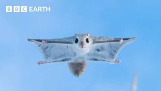 Baby Flying Squirrel Takes Flight for the First Time | Mammals | BBC Earth