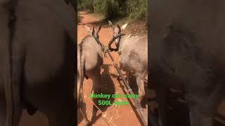 Donkey Cart Carry 500L Water #africa #kenya #draughtsstrategy #village #villagelife #bgm #farming