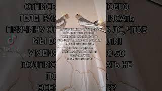 мой тгк:parrotsandlife#попугаи #какарики #машкаричи #волнистыйпопугай #крысогуля #кореллы
