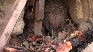 Как рожают ёжики / Hedgehogs are small newborns