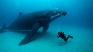 40-TON WHALE WOULDN'T LET GO of the diver... The reason left everyone in TEARS!