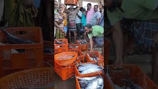 Tuna fish in tons for auction #trending #shorts #short