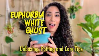 Euphorbia White Ghost Unboxing, Potting and Care Tips