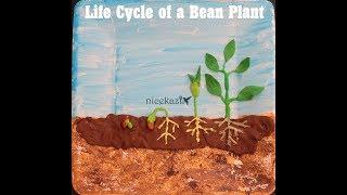 How to make 3D Life cycle of a bean plant: Kids science project for school, STEM project