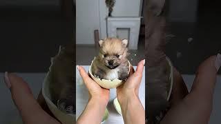 She Hatched an Egg and Found a Baby Bear?! 