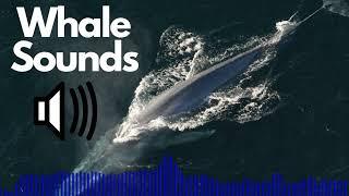 Whale Sound Effects | No Copyright