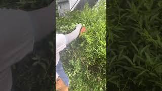 Hedge Trimming with our Long Sleeve Gardening Gloves and Custom Canvas Apron