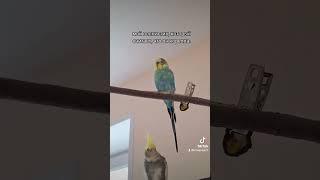 мой тгк:parrotsandlife#попугаи #какарики #машкаричи #волнистыйпопугай #крысогуля #кореллы