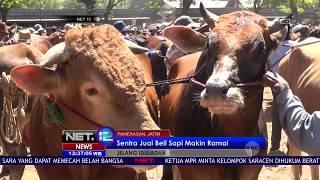 Sapi Madrasin, Campuran Sapi Madura dan Limosin Paling Dicari di Pamekasan NET 12