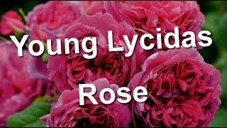 Young Lycidas Rose David Austin