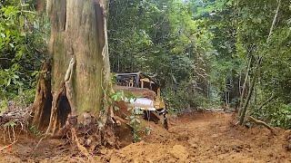 Excellent!! How a CAT D6R XL Bulldozer Operator Opens a Road on a Forest