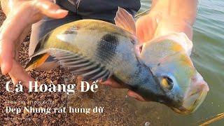 Fishing Peacock Bass l Fishing Nets l Happy Dinner l Duongvevlog.