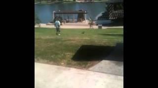 BIRDS ARE SCARED OF A LITTLE KID?!!!