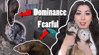 New Pet Ferret Meets My Other Ferrets - FIGHT WARNING 