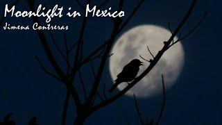 Moonlight in Mexico - Jimena Contreras | 2-hour tune | Endless loop | Copyright Free!