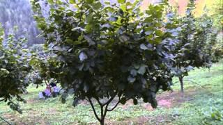 PLANTAZA LJEŠNIKA U VIŠEGRADU  Plantation hazelnuts