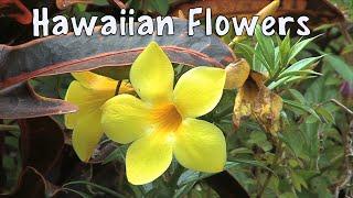 Flowers of Hawaii : A Visual Documentary -  Stunning Tropical Plants and Flowers of Hawaii