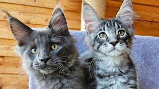 Maine Coon Kittens' Fun Evening With Their Cat Family!