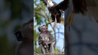  Eagle vs. Monkey Fight #wildlife #wildrift #wildanimals #nature #naturelovers #animals