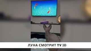 СФИНКС ЛУНА СМОТРИТ TV